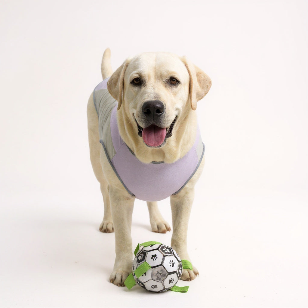 Débardeur rafraîchissant pour chien, anti-UV